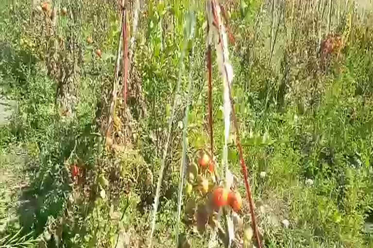 चितौड़गढ़ की खबर, unique trick of female farmer