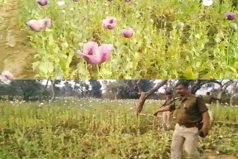 Police destroyed 10 acres of illegal opium in khunti