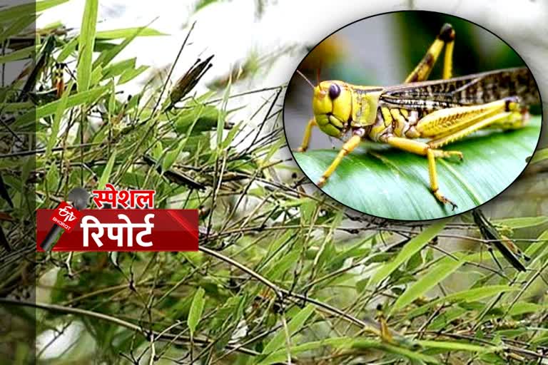 locusts swarm in haryana