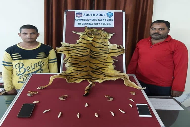 The accused allegedly tried to pass off goat hide as tiger skin and was caught along with his associate.  Both have been involved in various crimes in the past as well.