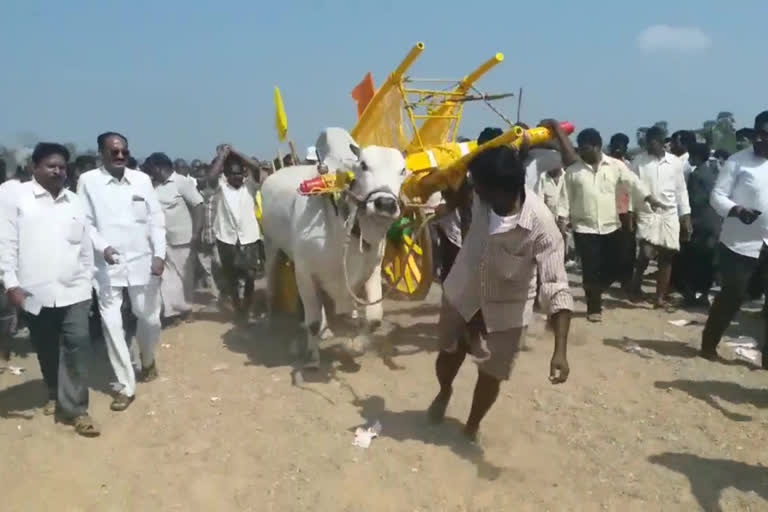 Bull competitions as part of the Shivaratri Jatara in khammam madhira