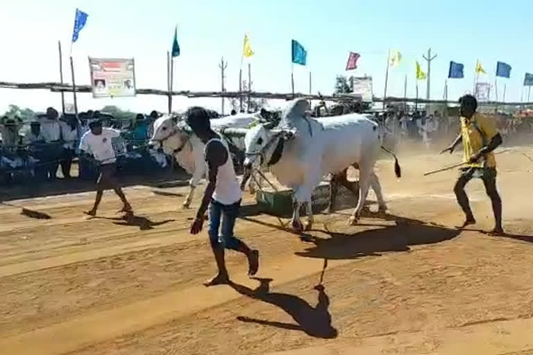 BULL ROCK COMPETETION IN NANDIKOTKOOR