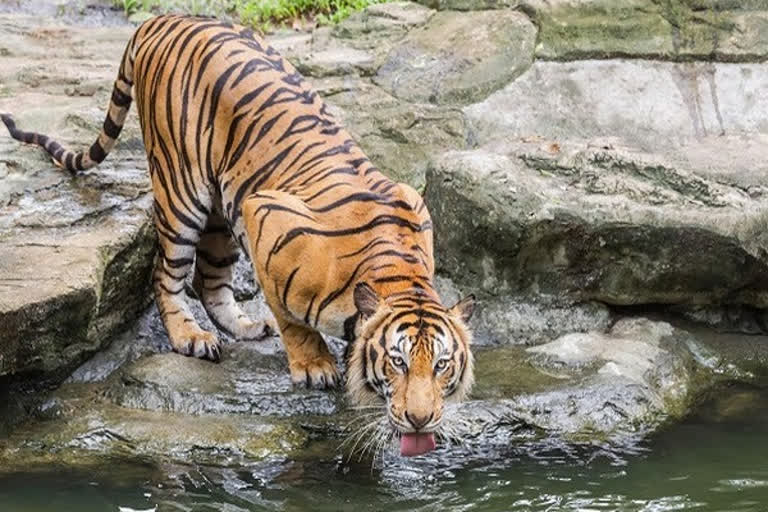 रणथंभोर संरक्षित व्याघ्र प्रकल्पातील तब्बल २६ वाघ गायब