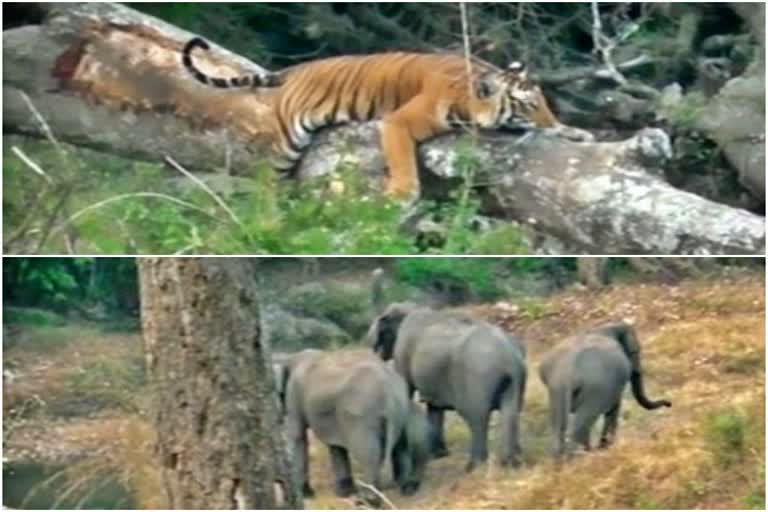 Bandipur Viral Video