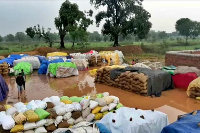 Paddy completely drenched due to rain in bemetara