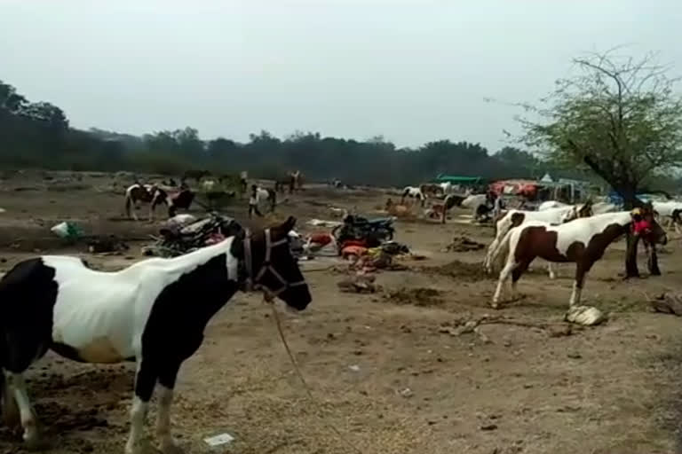 Donkey fair in Baran, गधों का मेला बारां