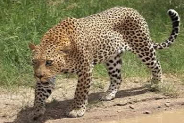 Leopard spread panic in the whole village in gariyaband