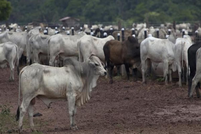 9,261 cattle died in UP shelters in 2019