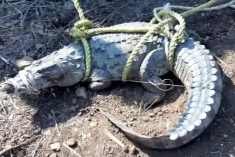 crocodile wonering in amarachintha thanda