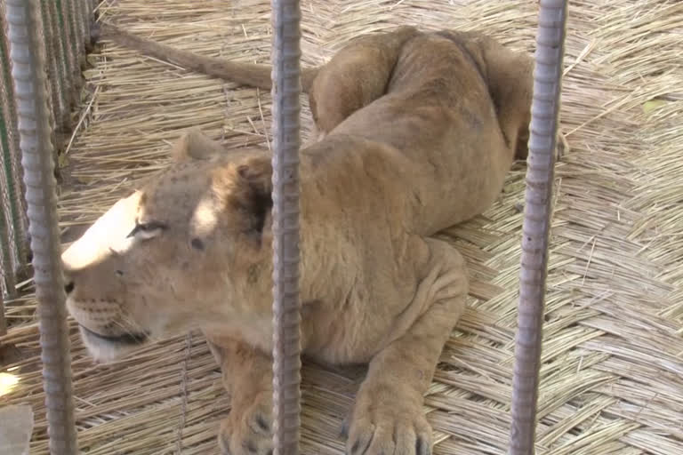 Sudan's starving lions slowly recover