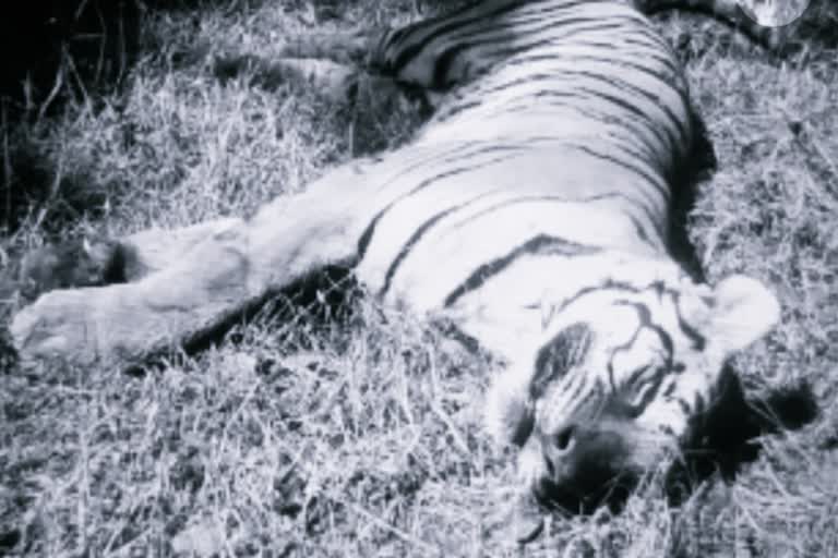 Saryu Rai asks CM to investigate tigress death in PTR