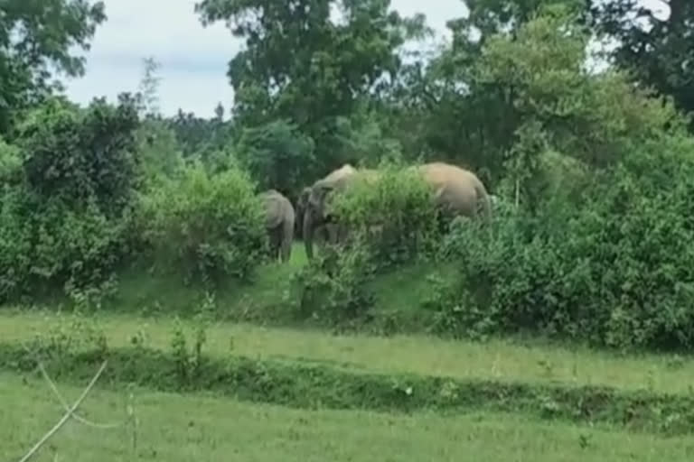 again elephant enter in rairangpur