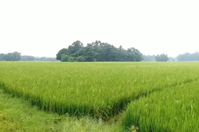 പാടശേഖരങ്ങളിലെ ജലക്ഷാമത്തിന് പരിഹാരം  വിജയപുരം, മണർകാട് പഞ്ചായത്തുകൾ  വിഎംകെ പാടശേഖരങ്ങൾ  farmers in trouble  vijayapuram and manarkkad panchayats  farmers with solution  paddy reserves are destroyed due to water scarcity