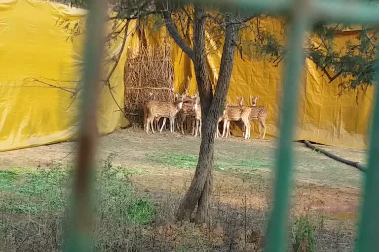 Chital will be shifted to Orchha