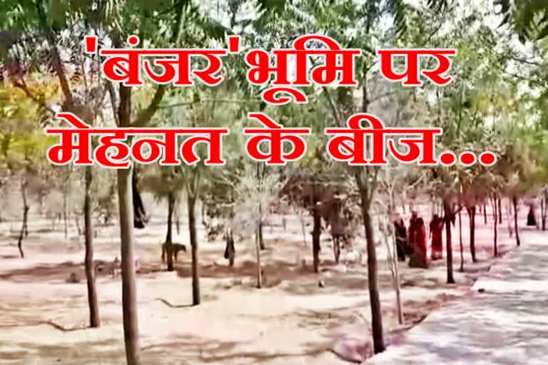 jalore news  bhinmal news  jalore villagers news  villagers made garden  villagers made garden by planting