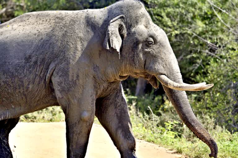 elephant attack in bhubaneshwar odisha