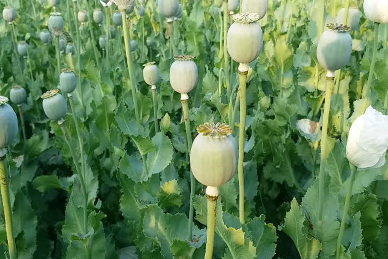 Poppy crop getting diseased in mandsaur