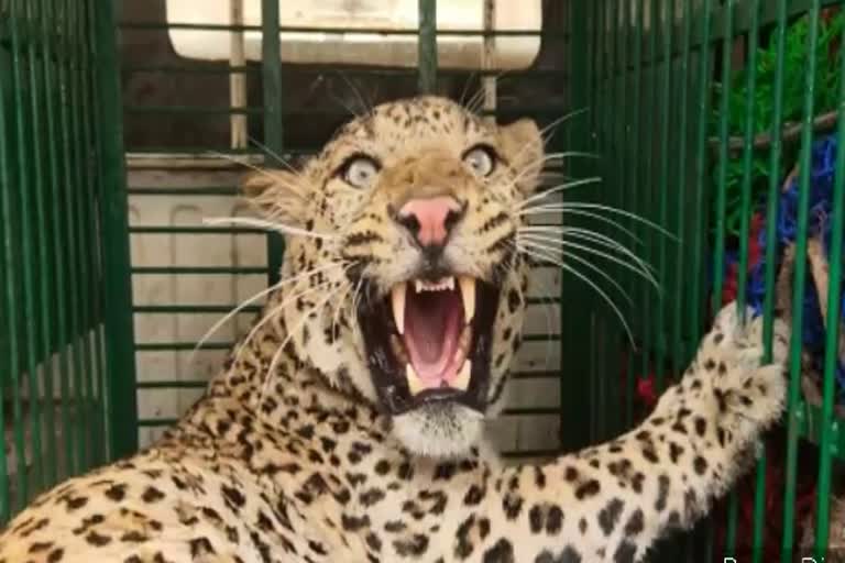 पैंथर ने गांव में मचाया आतंक, Panther created terror in the village