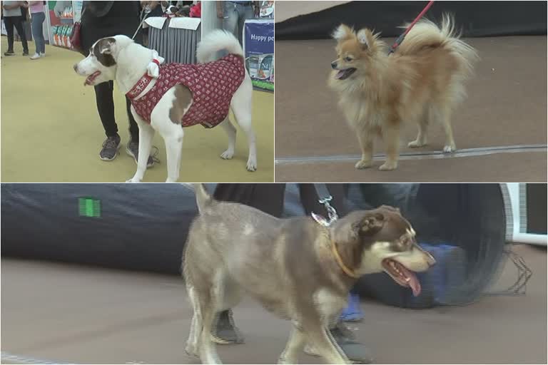 Dog Show