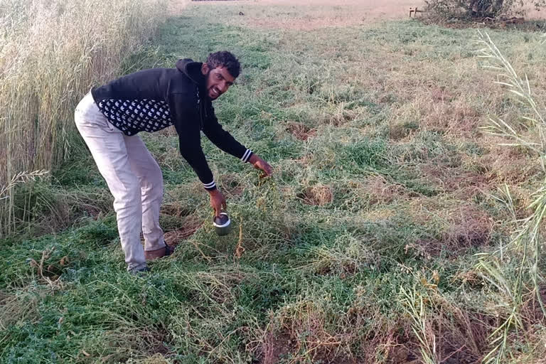 Crop destroyed due to hailstorm in Ashoknagar district