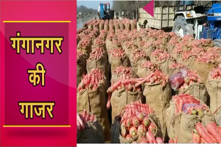 Carrot farming in rajasthan, श्रीगंगानगर में गाजर की खेती