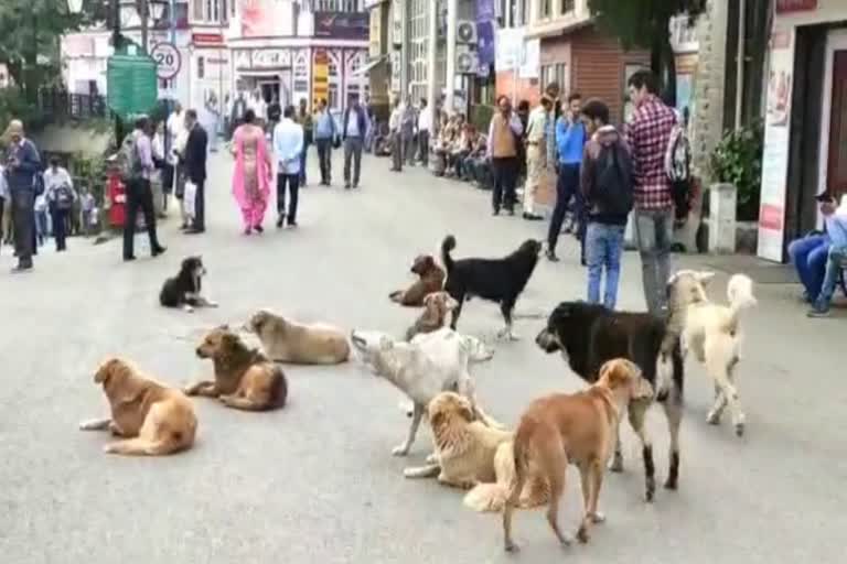 शिमला कुत्तों का खौफ dog problems in shimla city