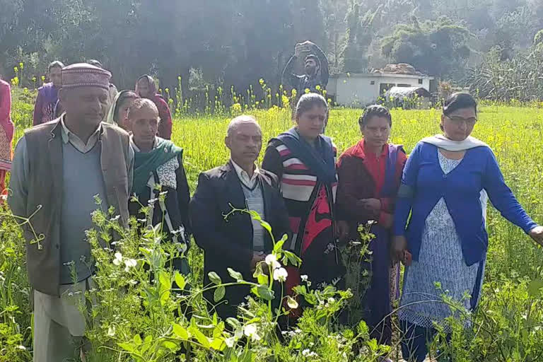 Farmers of Solan took natural farming tips in Sirmaur, सोलन के किसानों ने सिरमौर में लिए प्राकृतिक खेती के टिप्स