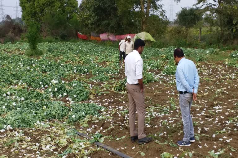 opium-cultivation-was-in-the-middle-of-harvest-in-wheat-crop-katni