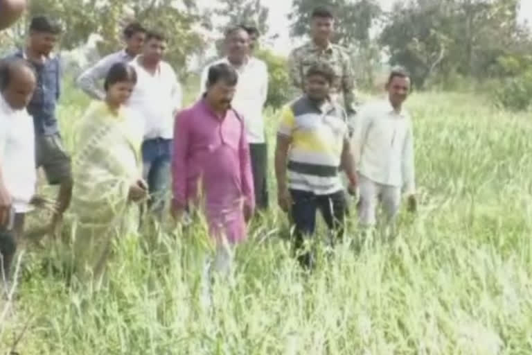 mp Sunil Mendhe visit to farm loss due to premature rains