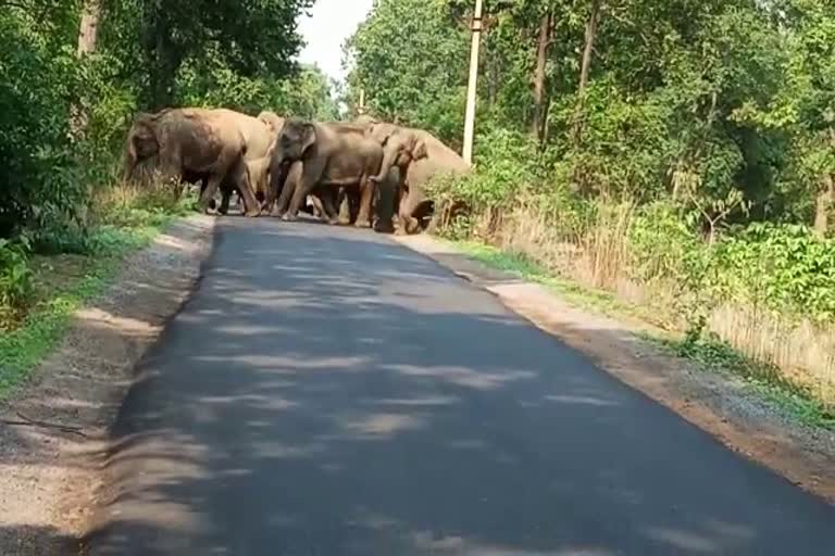 Elephants were seen around the city