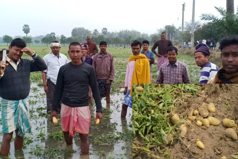 rain_affects_potato_cultivation