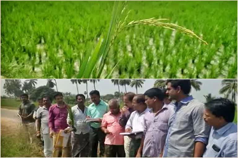 the-paddy-start-growing-before-its-time-at-gangavathi-taluk-koppal