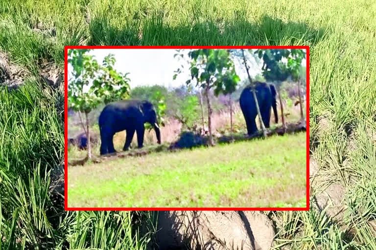 elephants destroying crops