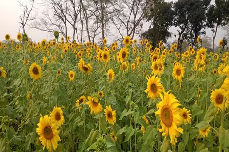 sunflower cultivation at darrang district