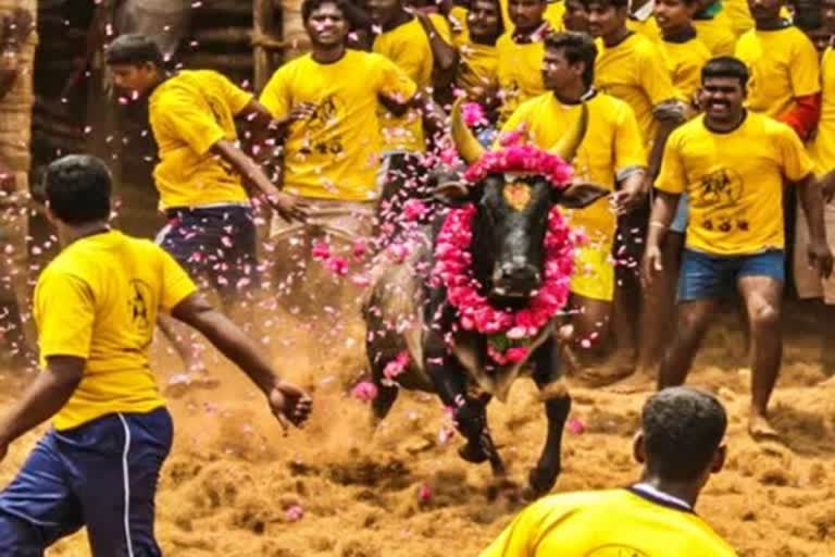 jallikattu competition in temple festival