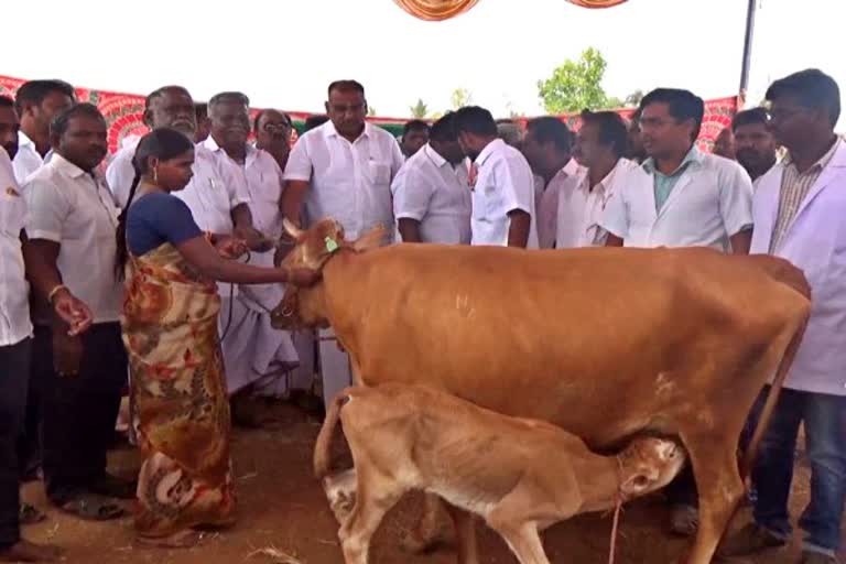 omalur free cow distribution