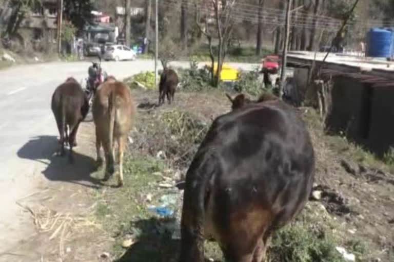 People in Chamba are troubled by stray animals