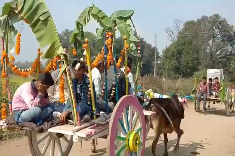 bridegrooms procession on the bullock cart in katni