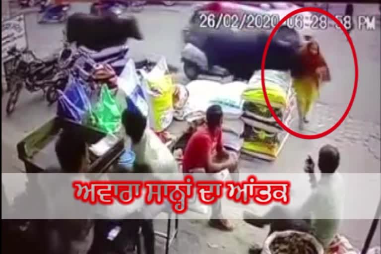 stray animal attack on old women, ferozpur news