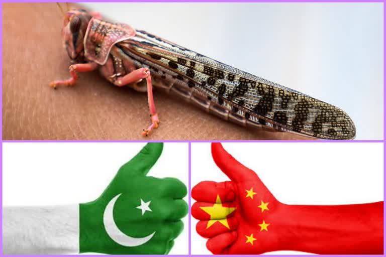 China duck army locusts pakistan