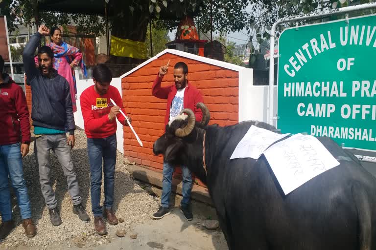 abvp protest in central university dharamshala