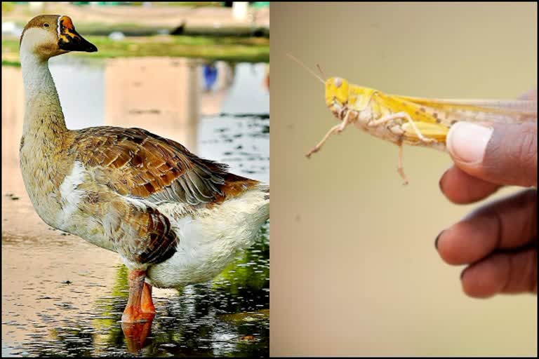 duck army of china for locusts