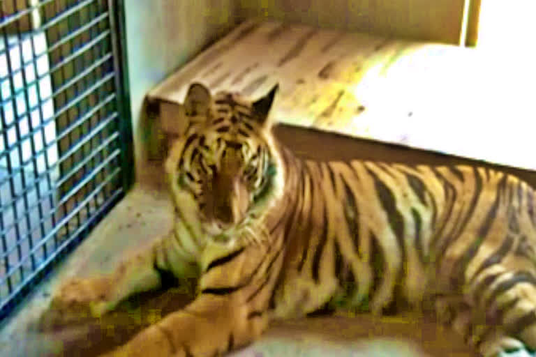 Two cub tigers brought from Bandhavgarh to Van Vihar