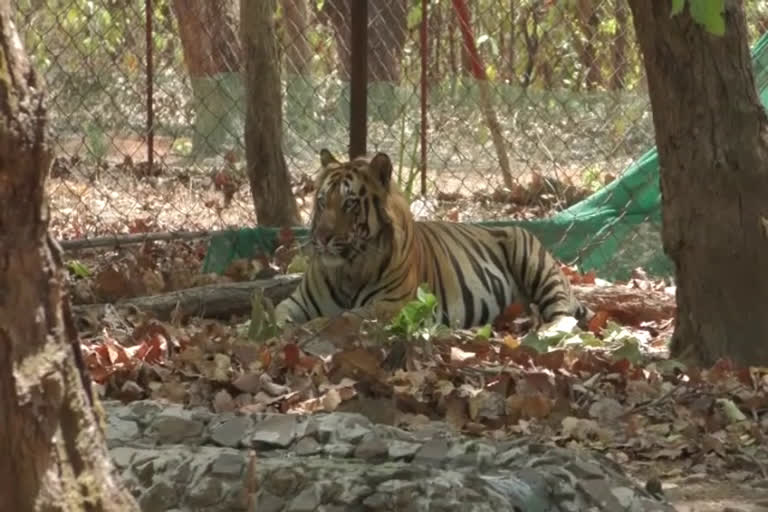 two tigers to be shifted