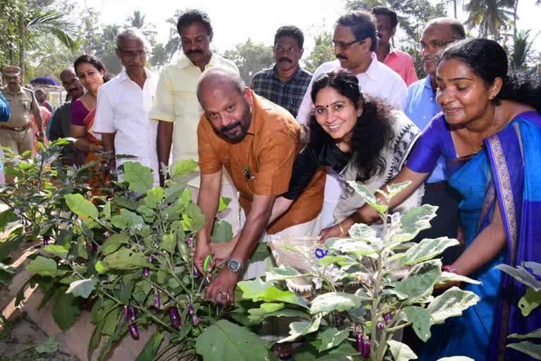 വിഷരഹിത പച്ചക്കറികൾ  വിളവെടുപ്പ്  കറ്റാനം സ്കൂള്‍ വിദ്യാർഥികള്‍  കൃഷി മന്ത്രി വി.എസ് സുനില്‍ കുമാര്‍  Non-toxic vegetables  Students of CMS School, Katanam