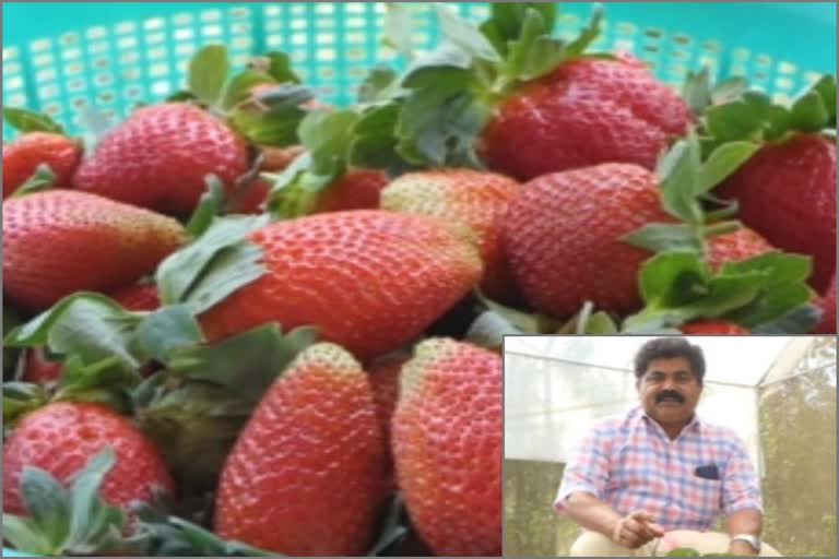 Marking success in strawberry farming