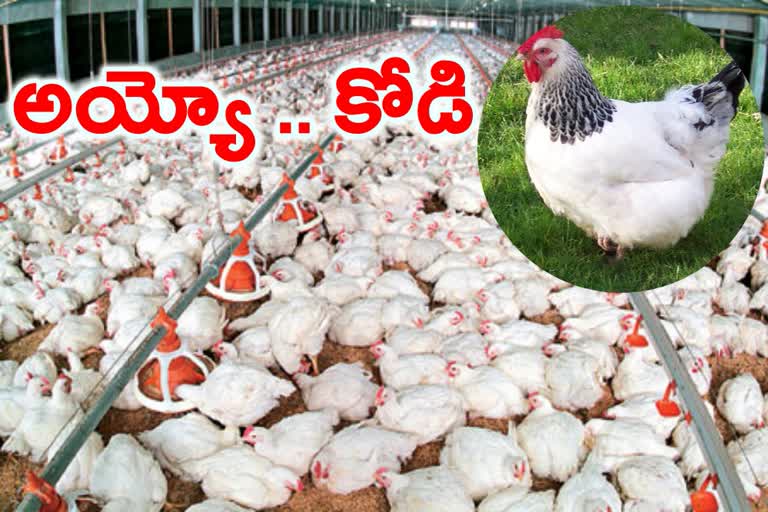 Chicken sales down 50% and Prices by 70% in India on coronavirus rumour