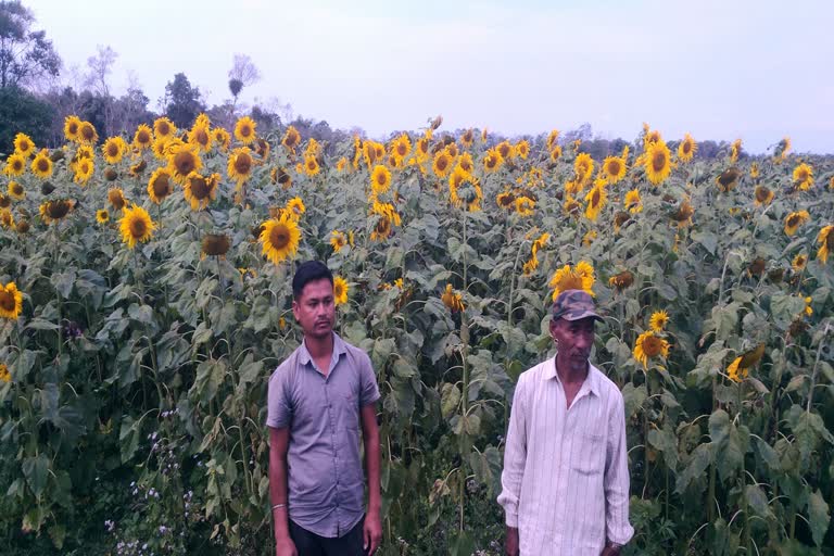 Kakopothar boys become self employed by Sunflower farming