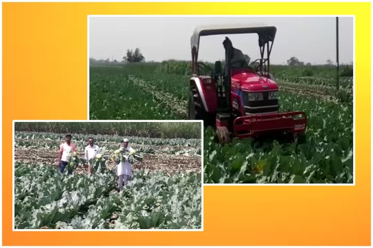 farmer plough on Cabbage and cauliflower crop