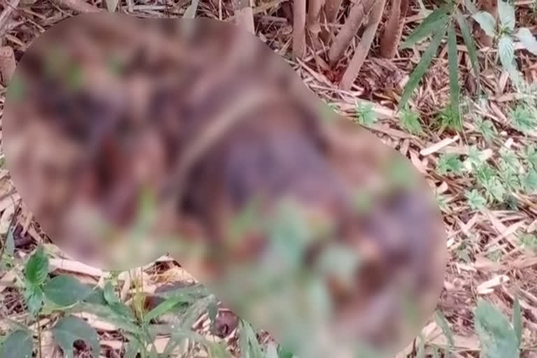 wayanad death  വയനാട്  മൃതദേഹം കണ്ടെത്തി  body was found